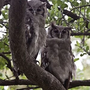 Verreauxs Eagle owls rest in tree near Lebala Camp - Botswana