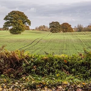 View of arable farmland with mature trees in field, near Beeston Castle, Cheshire, England, November