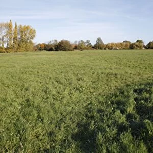 View of commonland reserve, The Carnser, Mellis Common, Mellis, Suffolk, England, october