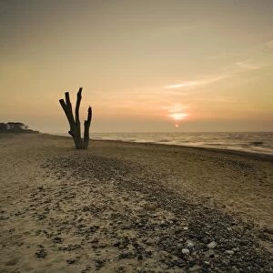 View of dead tree from eroded shoreline on beach at sunset, Covehithe, Benacre National Nature Reserve, Suffolk