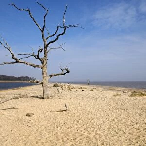 View of dead trees on beach, with saline lagoon and sea, Covehithe, Benacre Broad, Benacre National Nature Reserve