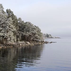 View of frost covered coniferous forest and coastline, Norrtalje, Stockholm County, Baltic Sea, Sweden, january