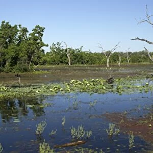 View of lake habitat with dead trees, Brazos Bend State Park, Texas, U. S. A. april