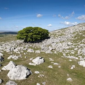 View of limestone pavement habitat with tree growing amongst rocks, Fell End Clouds, Howgill Fells, Cumbria, England
