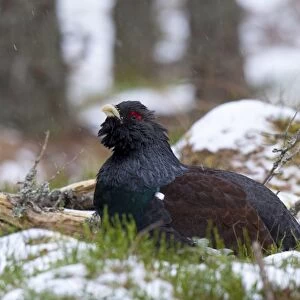 Western Capercaillie (Tetrao urogallus) adult male, sitting on snow during snowfall in ancient Caledonian pine forest