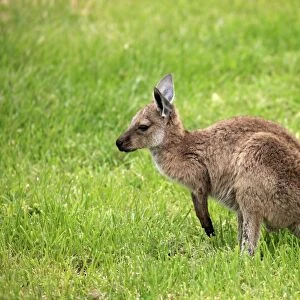 Western Grey Kangaroo (Macropus fuliginosus melanops) young, standing on grass, South Australia, Australia, October