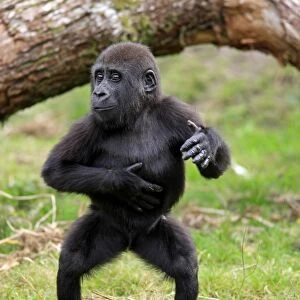 Western Lowland Gorilla (Gorilla gorilla gorilla) young, chest beating, standing on grass (captive)