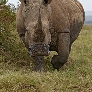 White Rhinoceros (Ceratotherium simum) adult, walking on grass, Tala Reserve, KwaZulu-Natal Province, South Africa