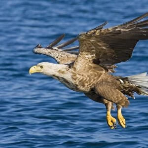 White-tailed Eagle (Haliaeetus albicilla) adult, in flight, swooping over water for fish, Norway, july