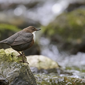 White-throated Dipper (Cinclus cinclus gularis) adult, standing on rock in stream, Wales, May
