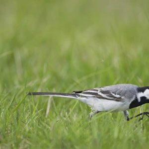 White Wagtail (Motacilla alba alba) adult, foraging, catching insects in grassland, Finland