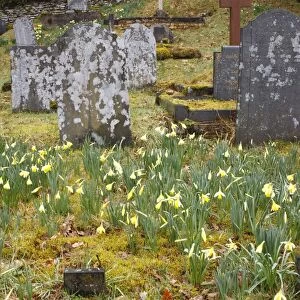 Wild Daffodil (Narcissus pseudonarcissus) flowering, mass growing amongst headstones in graveyard habitat, Ceredigion