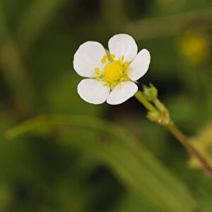 Wild Strawberry (Fragaria vesca) close-up of flowers, College Lake Nature Reserve, Hertfordshire, England, June