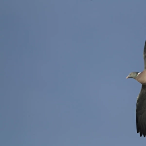 Wood Pigeon (Columba palumbus) adult, in flight, Derbyshire, England, february