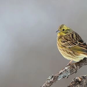 Yellowhammer (Emberiza citrinella) adult male, perched on branch, Sweden, january