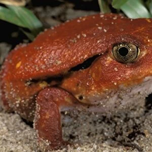 Africa, Madagascar. Tomato frog (Dyscophus antongili)