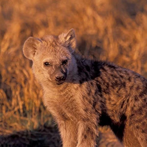 Africa, Safari, Hyena