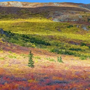 Alaska, Denali National Park. Autumn landscape