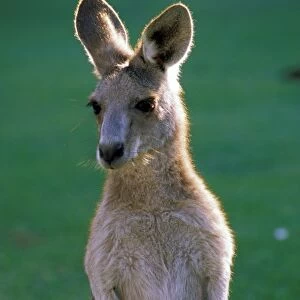 Australia, Yamba. Yamba Golf Course, Eastern Grey Kangaroo