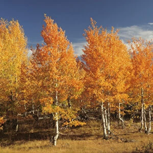 Autumn Aspens, Steens Mountain, Frenchglen, Oregon, USA