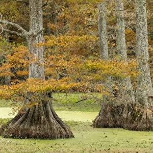 Autumn view of Bald Cypress trees, Reelfoot Lake State Park, Tennessee
