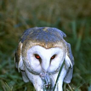 Barn Owl with a Mouse in its beak, Tylo alba, Native to Southern US (Rehab Animal)