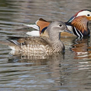 Beijing, China, Mating pair of Mandarin ducks on lake