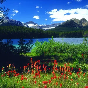 Canada; Alberta; Indian Paintbrush Wildflowers in Banff National Park