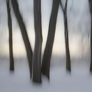 Canada, Ottawa, Ottawa River. Abstract of tree trunks in snow
