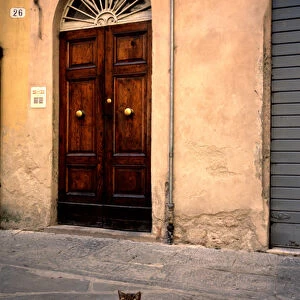 Cat in front of door to house, Lucca, Tuscany, Italy