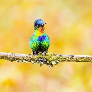 Central America, Costa Rica. Male fiery-throated hummingbird