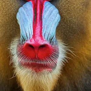 Close-up of the face of a mandrill (Mandrillus sphinx). Captive