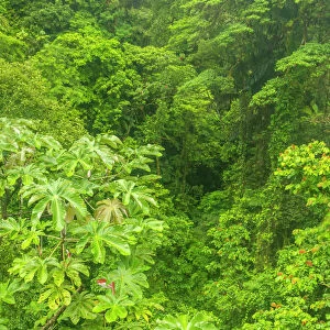 Costa Rica, Arenal Hanging Bridges. Rainforest landscape