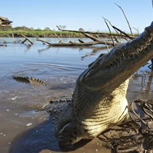 Costa Rica, Tarcoles, American Crocodile (Crocodylus acutus) emerges from muddy water