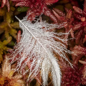 Dew covered white feather in Sphagnum moss, Hiawatha National Forest, Upper Peninsula
