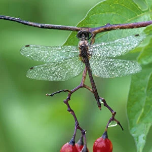 Dragonfly on Branch. Credit as: Nancy Rotenberg / Jaynes Gallery / DanitaDelimont