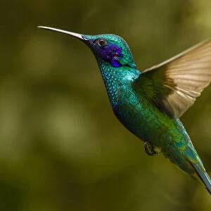 Ecuador, Galapagos National Park, Nono. Profile of sparkling violet-ear hummingbird