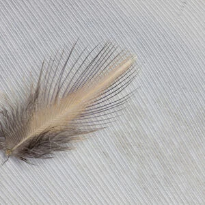 Egyptian Goose Feathers