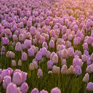 Europe; Netherlands; Nord Holland; Selective Focus of Tulip field with dew drops
