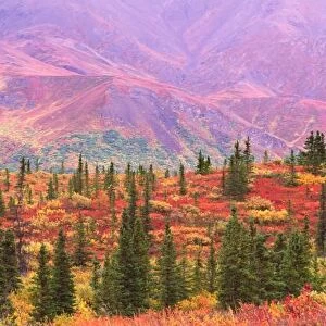 Fall color in Denali National Park