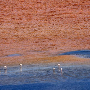 Flamingos on Laguna Colorada, Eduardo Avaroa Andean Fauna National Reserve