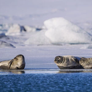 Harbor seals on ice flow at Jokulsarlon Lagoon in Iceland