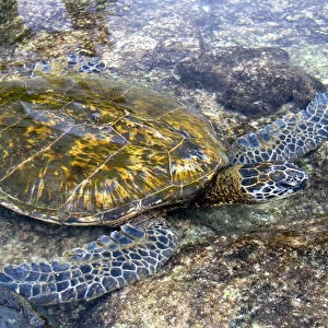 Hawaiian Green Sea Turtle in a tidal pool on the Island of Hawaii