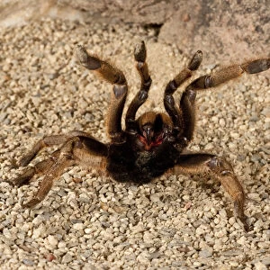 Horned Baboon Spider Ceratogyrus brachycephalus Native to Southern Africa