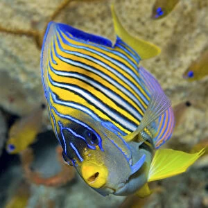 Indonesia, Papua, Raja Ampat. Close-up of angelfish