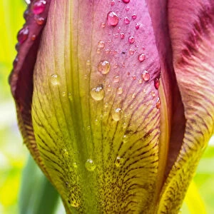 Iris bud covered with water