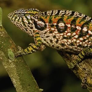 Jewel chameleon (Furcifer lateralis) commonly encountered across the island except in NW MADAGASCAR