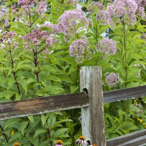 Joe Pye Weed (Eutrochium purpureum) and Purple Coneflowers (Echinacea purpurea) along fence