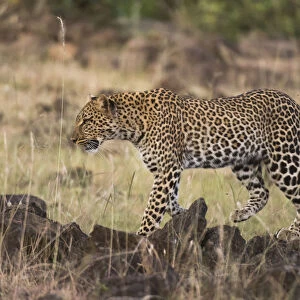 Leopard, Panthera pardus, Masai Mara, Kenya