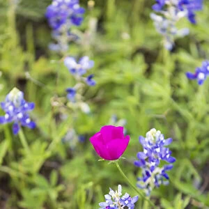Llano, Texas, USA. Bluebonnet and Winecup wildflowers in the Texas Hill Country